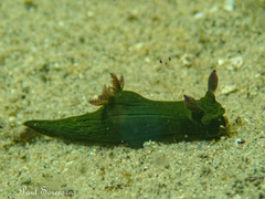 Tambja dracomus