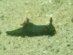 Tambja dracomus
