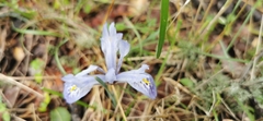 Iris histrio
