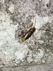 Parellipsidion latipenne