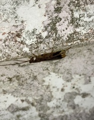 Parellipsidion latipenne