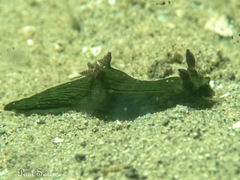 Tambja dracomus