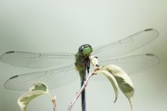 Erythemis vesiculosa