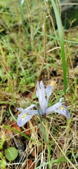 Iris histrio
