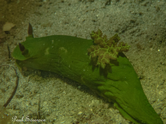 Tambja dracomus