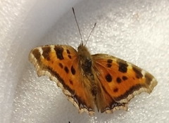 Nymphalis xanthomelas