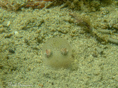 Sepiadarium austrinum