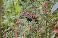 Cyanomitra verticalis