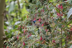 Cyanomitra verticalis