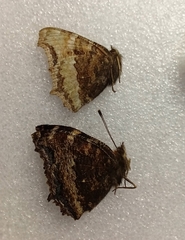 Nymphalis xanthomelas