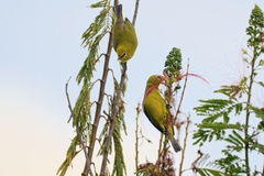 Zosterops stuhlmanni