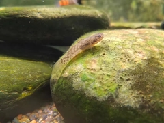 Mugilogobius myxodermus
