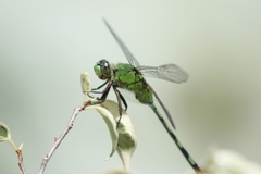 Erythemis vesiculosa