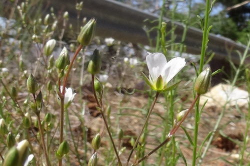 Image of Mojave Sandwort (Eremogone macradenia) by (c) Daniel S., some rights reserved (CC BY)