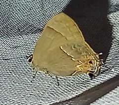 Electrostrymon denarius