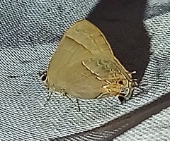 Electrostrymon denarius