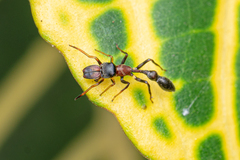 Myrmarachne melanocephala
