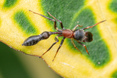 Myrmarachne melanocephala
