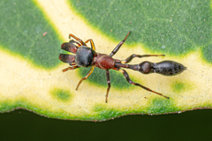 Myrmarachne melanocephala