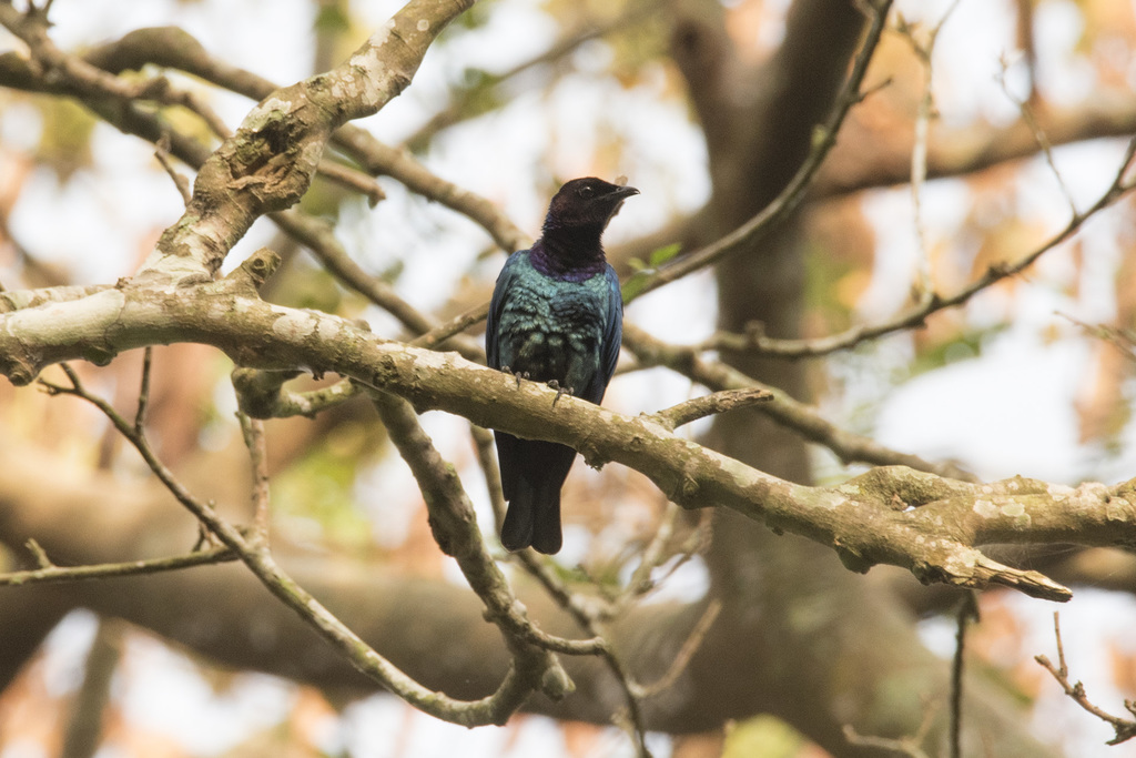 Purple-headed Starling photo