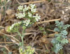 Dasispermum suffruticosum