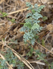 Dasispermum suffruticosum