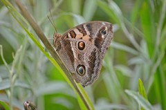 Blepolenis catharinae