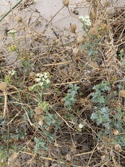 Dasispermum suffruticosum
