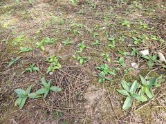 Ophrys bombyliflora