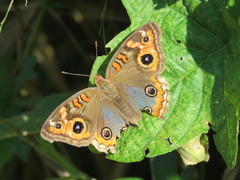 Junonia genoveva hilaris