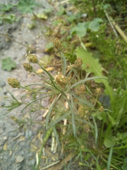 Plantago arenaria