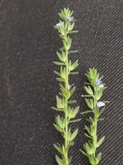 Veronica dillenii