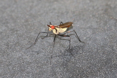 Telostylinus lineolatus