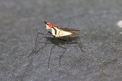 Telostylinus lineolatus