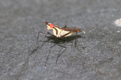 Telostylinus lineolatus