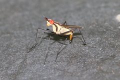 Telostylinus lineolatus