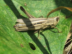 Amblytropidia australis