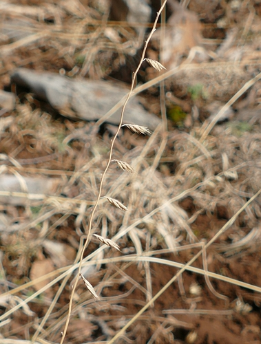 Bouteloua curtipendula iNat (3)