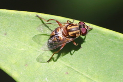 Austalis conjuncta