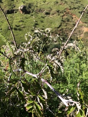 Rubus ludwigii