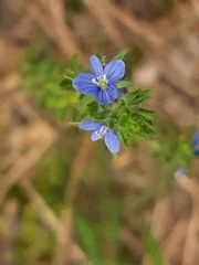 Veronica dillenii