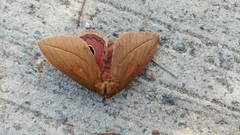 Pseudautomeris grammivora