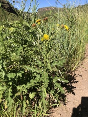 Berkheya sphaerocephala