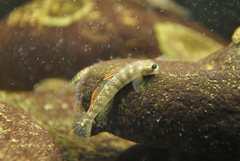 Stiphodon multisquamus