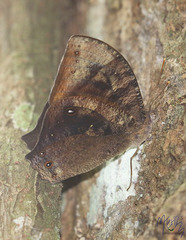 Melanitis constantia