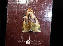Amphoraceras jordani