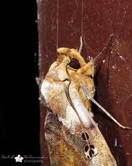 Amphoraceras jordani