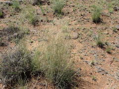 Stipagrostis ciliata capensis