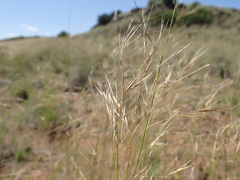 Stipagrostis ciliata capensis