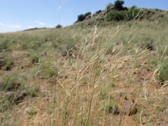 Stipagrostis ciliata capensis